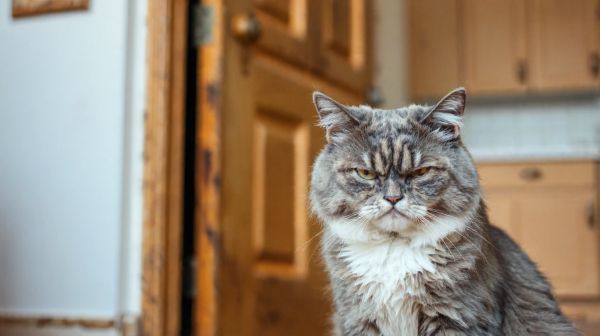 5 astuces pour gérer un chat rancunier et le calmer